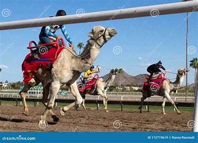 Exploring Camel Racing Betting: Tips, Strategies, and Popular Events in the Sport