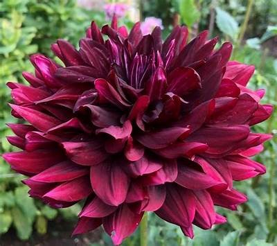 Rip City Dahlia: Exploring the Beauty and Significance of This Unique Flower in Urban Gardens